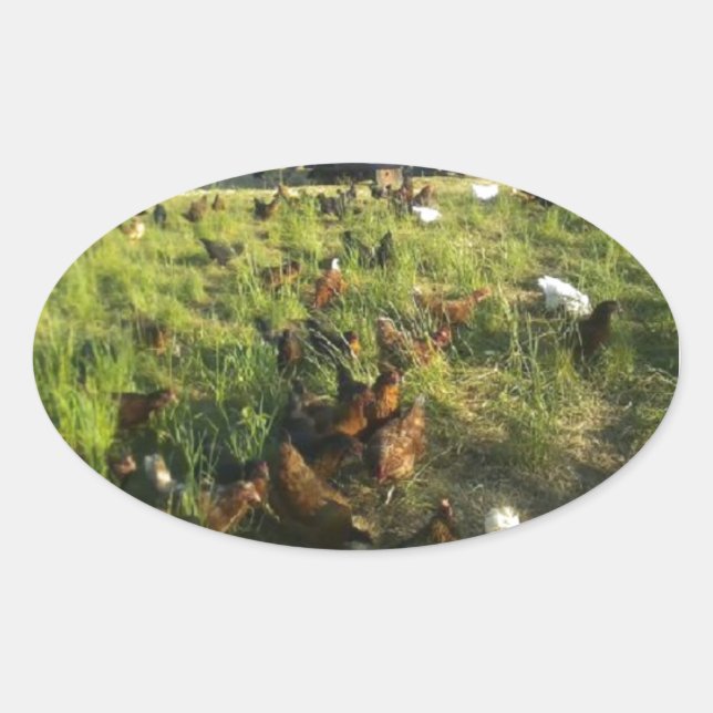 Pegatinas de Free Range Hen (Anverso)
