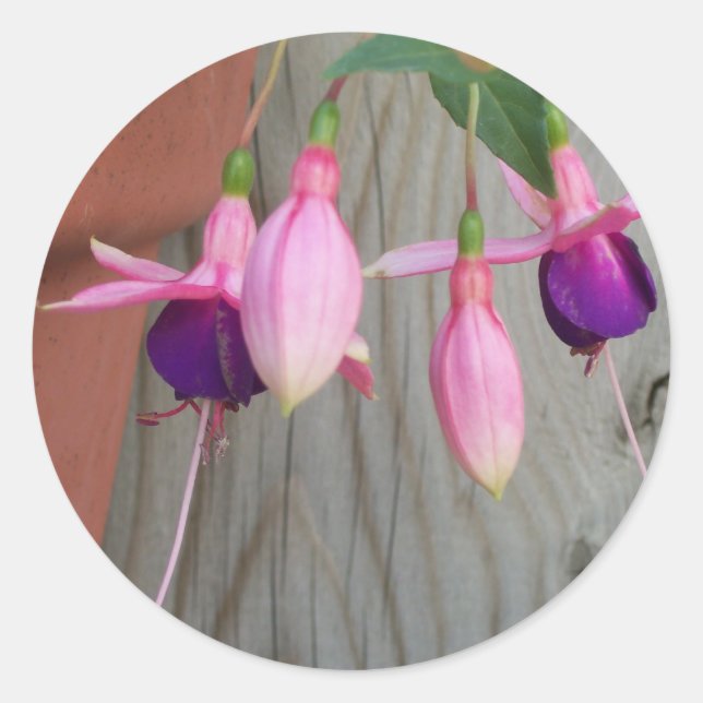 Pegatinas de Fuchsia (Anverso)