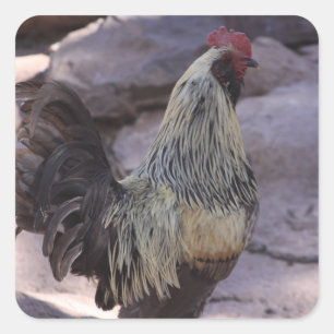 Pegatinas de gallos