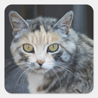 Pegatinas de gato calico