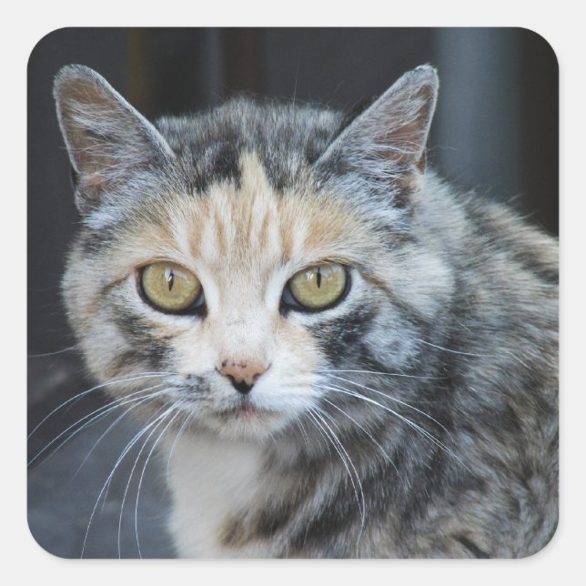 Pegatinas de gato calico (Anverso)