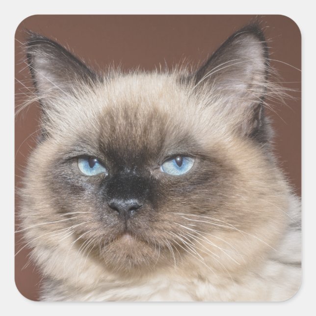 Pegatinas de gato de Siamés (Anverso)