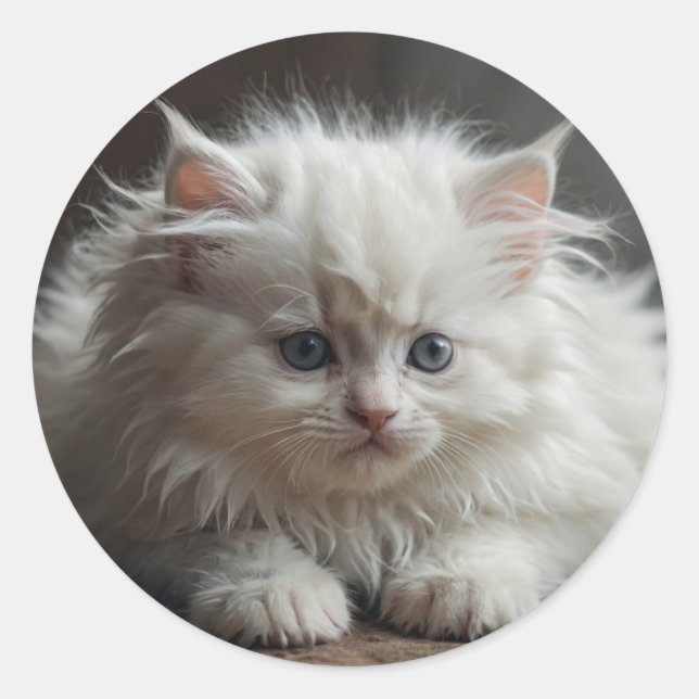 Pegatinas de Gatos (Anverso)