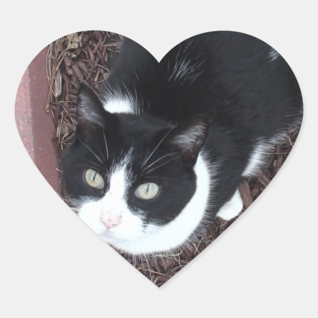 Pegatinas de gatos blancos y negros (Anverso)