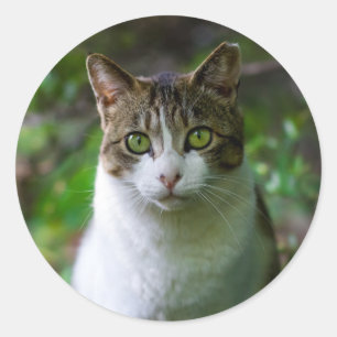 pegatinas de gatos de jardín