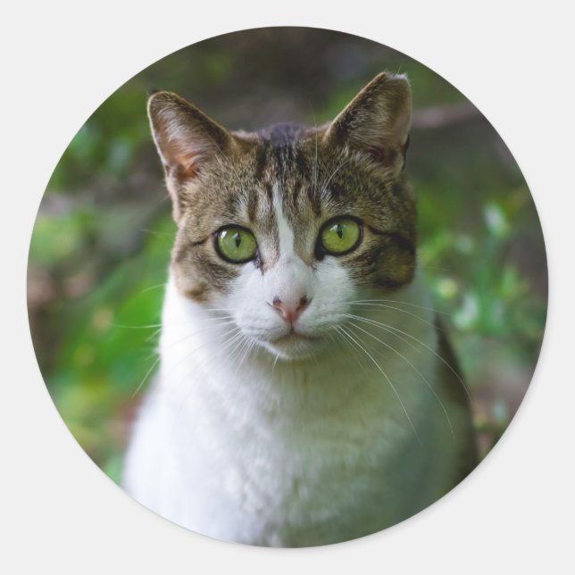 pegatinas de gatos de jardín (Anverso)