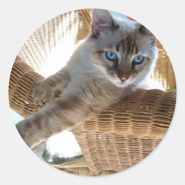 pegatinas de gatos siameses lindos (Anverso)