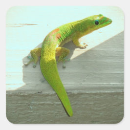 Pegatinas de gecko de Hawái