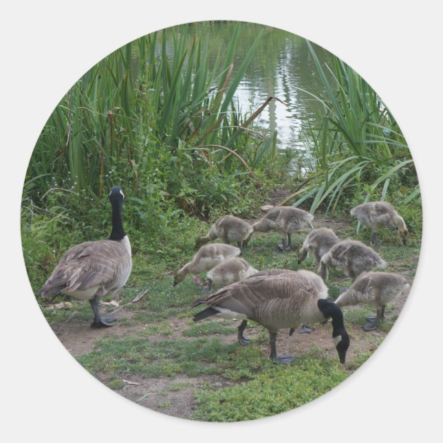 Pegatinas de Geese y Goslings (Anverso)