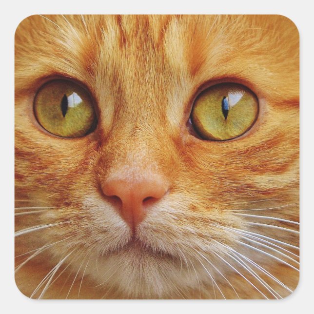 Pegatinas de Ginger Cat Square - Glossy (Anverso)