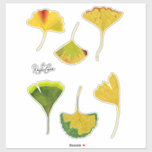 Pegatinas de Gingko Leaf