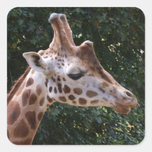 Pegatinas de Giraffe