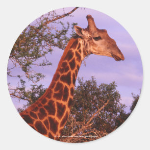 Pegatinas de Giraffe