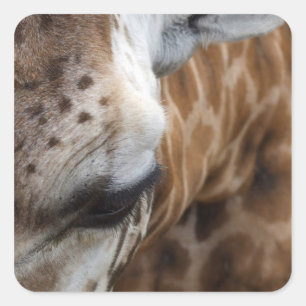Pegatinas de Giraffe