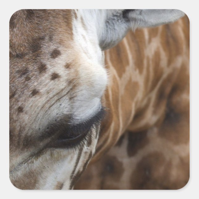 Pegatinas de Giraffe (Anverso)