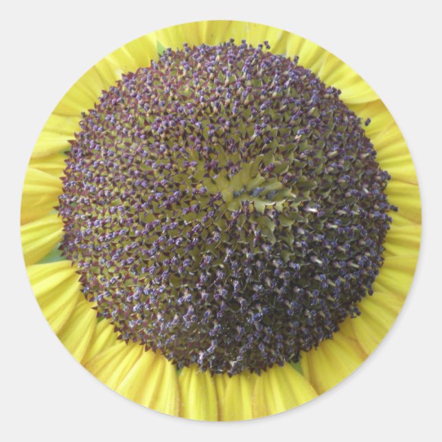 Pegatinas de girasol amarillo (Anverso)