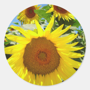 Pegatinas de girasol = pegatina floral