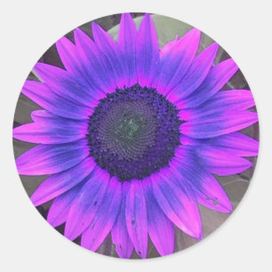 Pegatinas De Girasol Pink N Purple