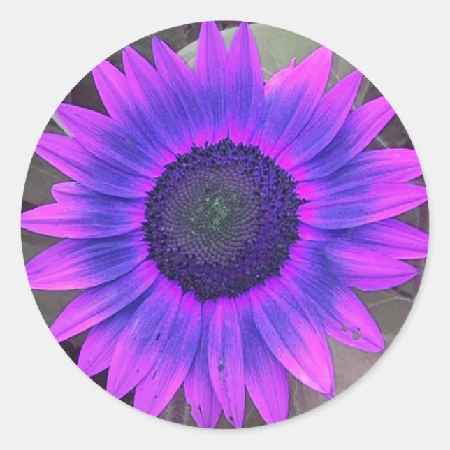 Pegatinas De Girasol Pink N Purple (Anverso)