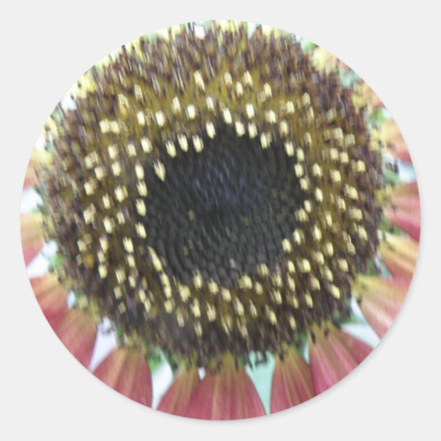 Pegatinas de girasol rosado bonito (Anverso)