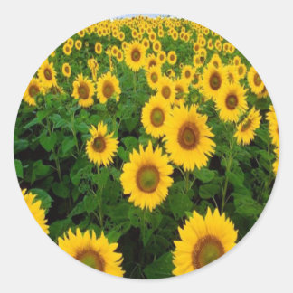 Pegatinas de girasoles