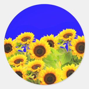 Pegatinas de girasoles Bandera ucraniana colocan l