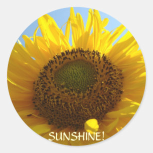 PEGATINAS DE GIRASOLES DE VERANO Flores de sol