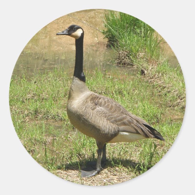 Pegatinas de Goose (Anverso)