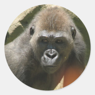 Pegatinas de gorilas