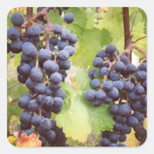 Pegatinas de Grapevine