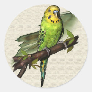 Pegatinas de Green Budgie