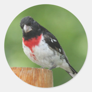 Pegatinas de Grosbeak con pecho Rosa