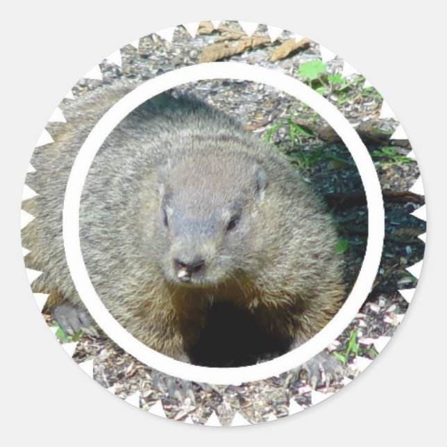 Pegatinas de Groundhog (Anverso)