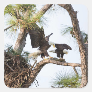 Pegatinas de H y de M