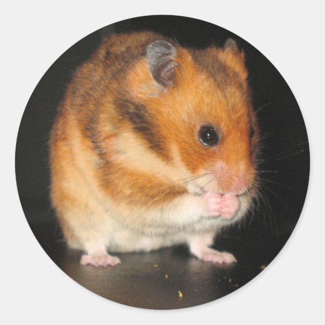 Pegatinas de Hamster (Anverso)