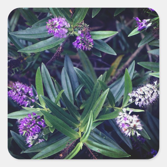 Pegatinas de Hebe Mauve Fingers (Anverso)