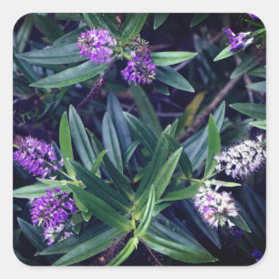 Pegatinas de Hebe Mauve Fingers