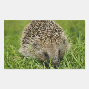 Pegatinas de Hedgehog