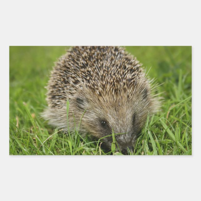 Pegatinas de Hedgehog (Anverso)