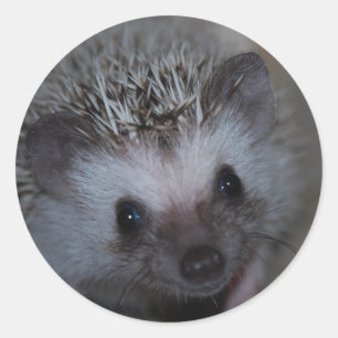 Pegatinas de Hedgehog Face