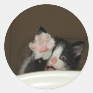 pegatinas de "Hi" Kitten