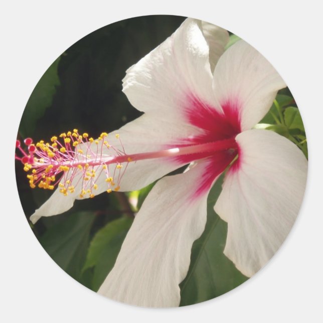 Pegatinas de Hibiscus (Anverso)