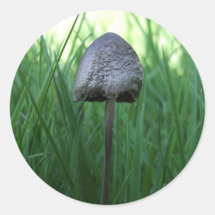 Pegatinas de hongos