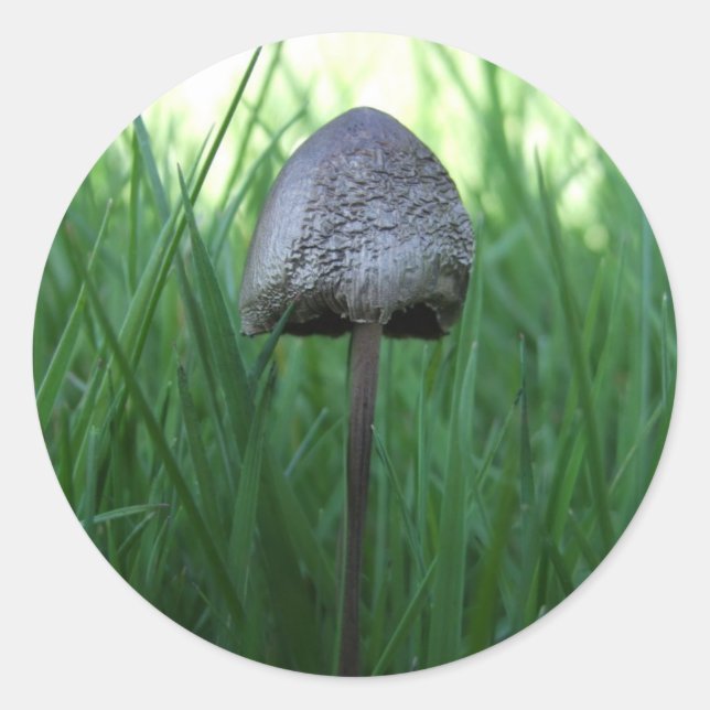 Pegatinas de hongos (Anverso)