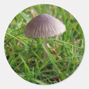 Pegatinas de hongos