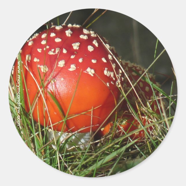 Pegatinas de hongos de Fly Agaric (Anverso)