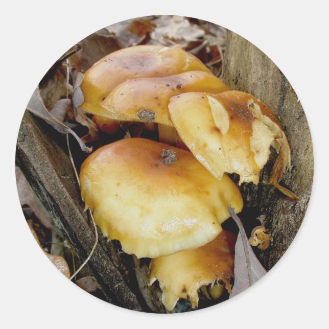 Pegatinas de hongos de la Colonia naranja (Anverso)