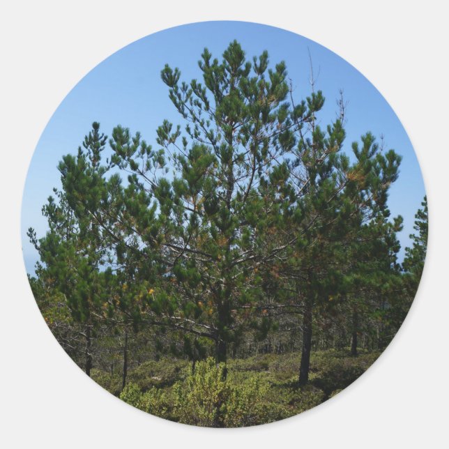 Pegatinas de Huckleberry Hill Pebble Beach (Anverso)