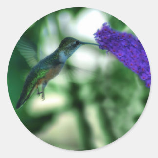 Pegatinas de Hummingbird