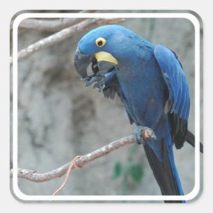 Pegatinas de Hyacinth Macaw